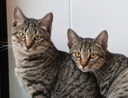 �����F����