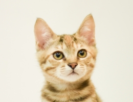 �Y���@���