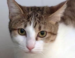 ���R�ŬX��