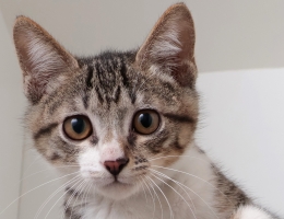 �i�R�����괳