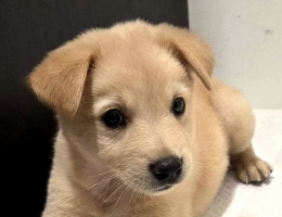 �}�G�p�ӭ���̥�