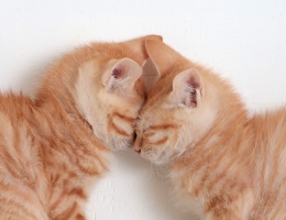 �N�N�N�N�N�N