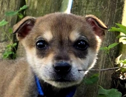 �ѥͨ��_�_��p��