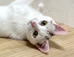 �i�R��������S��